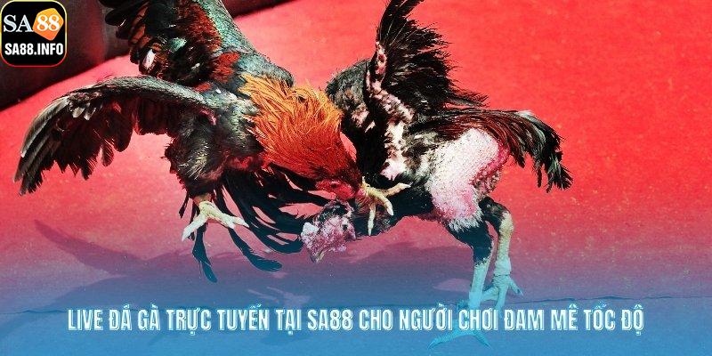 live đá gà