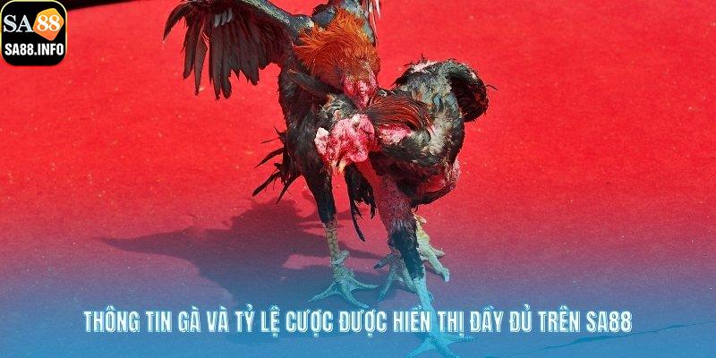 Thông tin gà và tỷ lệ cược được hiển thị đầy đủ trên SA88